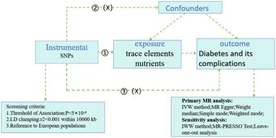 Effect of trace elements and nutrients on diabetes and its complications: a Mendelian randomization study